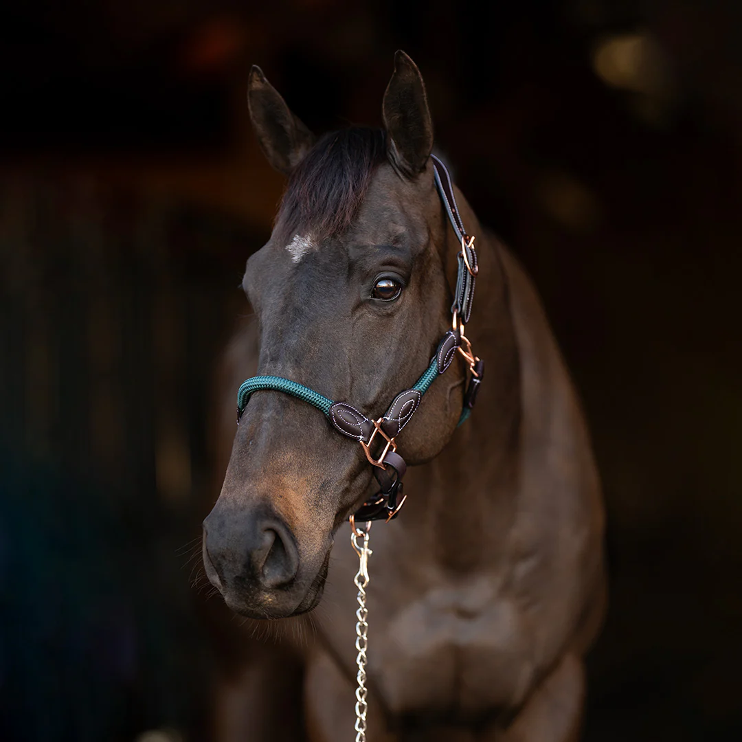 Henri de Rivel Ergonomic Leather Rope Halter - Image 4