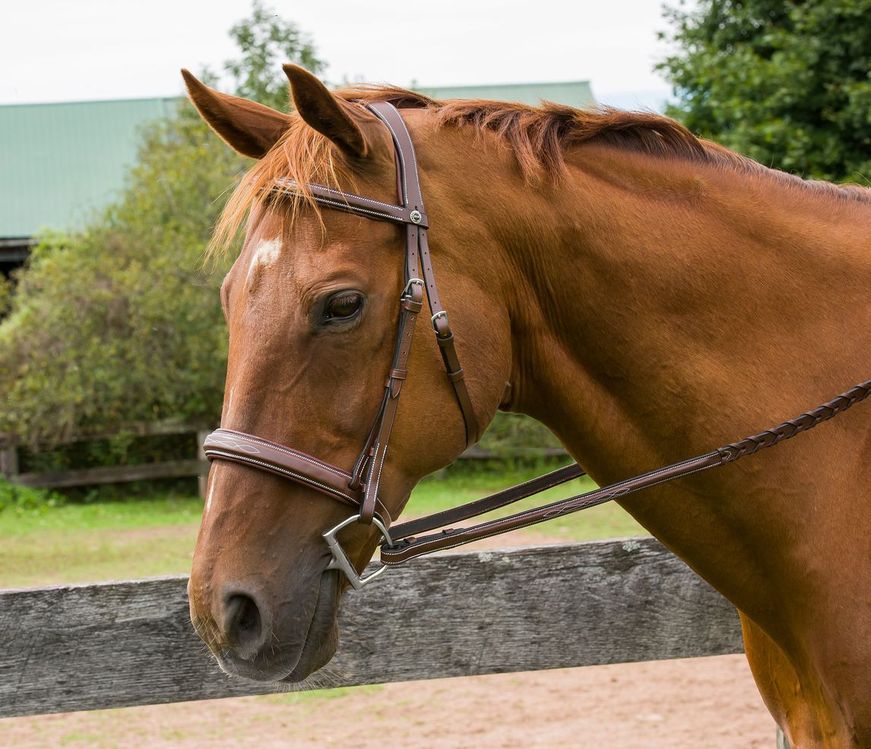 Henri de Rivel Pro Mono Crown Bridle with Padded Wide Noseband  with Laced Reins - Image 2