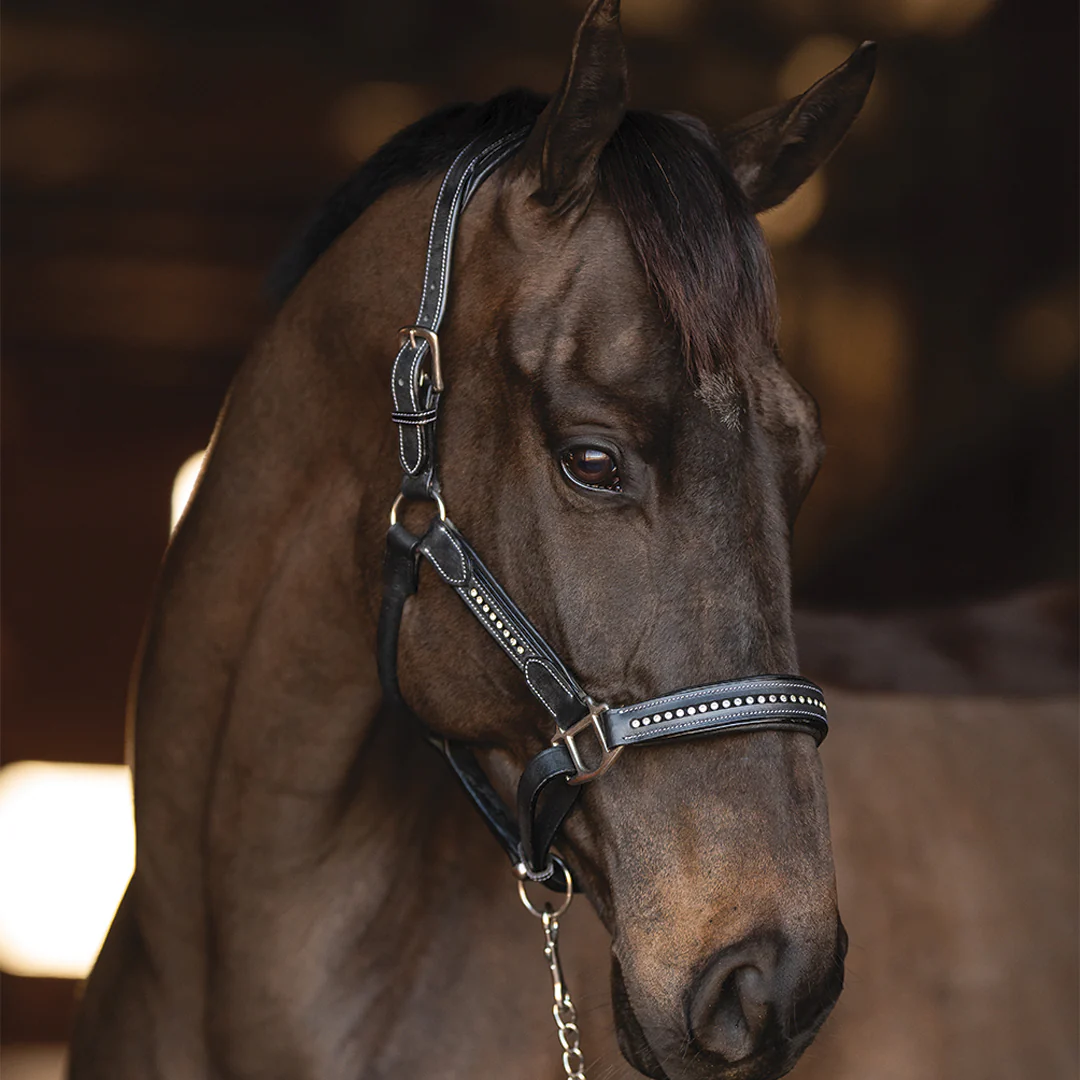 Henri de Rivel Padded Crystal Halter - Image 5