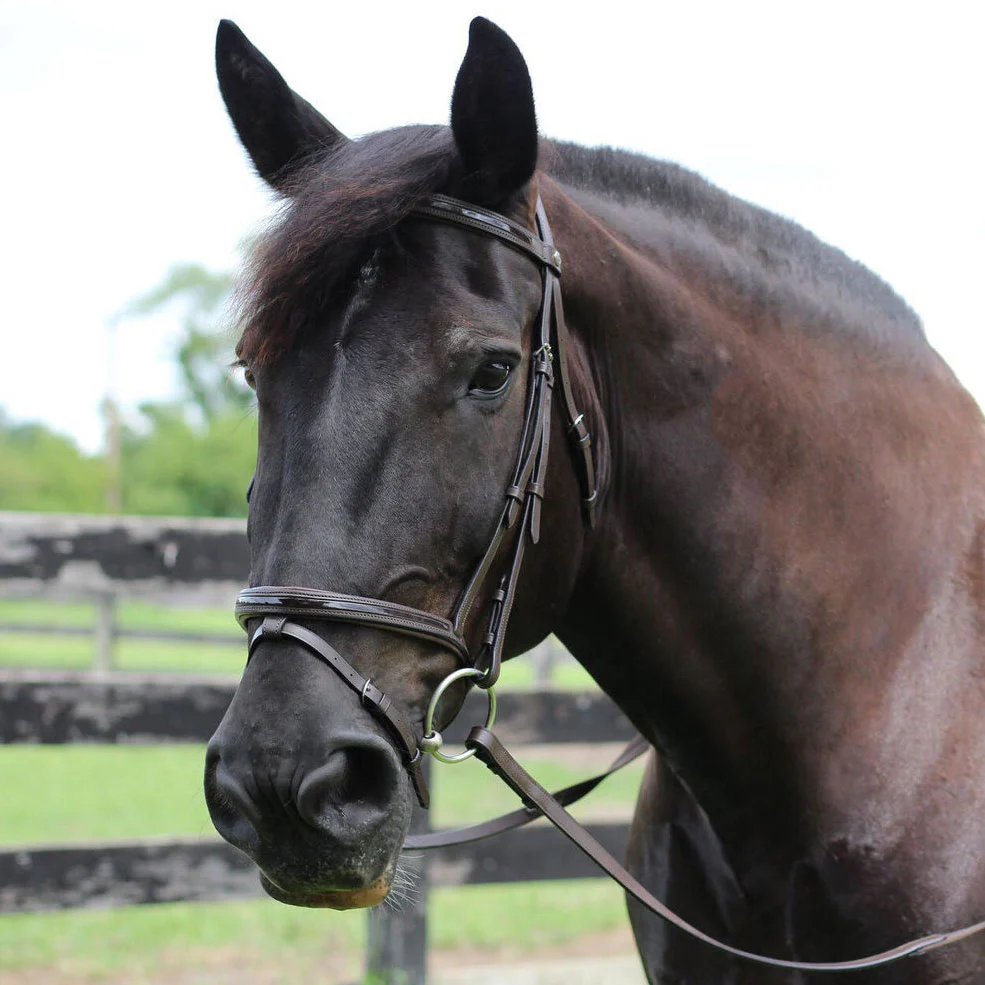 Henri de Rivel Pro Piaffe Mono Crown Bridle with Flash Noseband with Patent Leather - Image 5