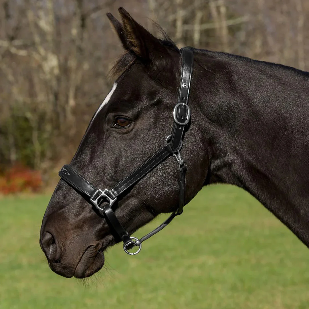 Henri de Rivel Pro Fancy Padded Rolled Throat Triple Stitched Halter - Image 3
