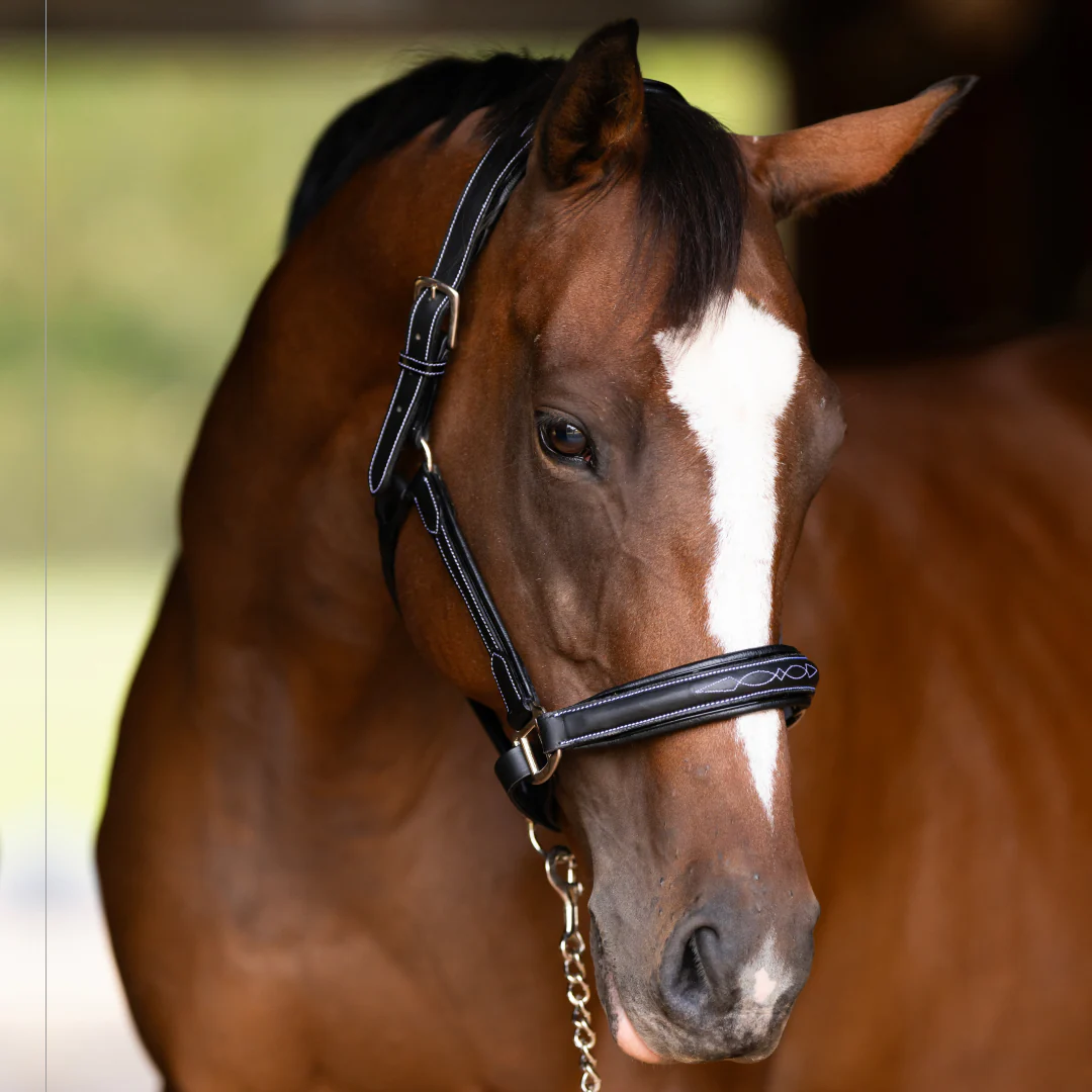 Henri de Rivel Stress Free Halter With Fancy Contrast Stitching - Image 3