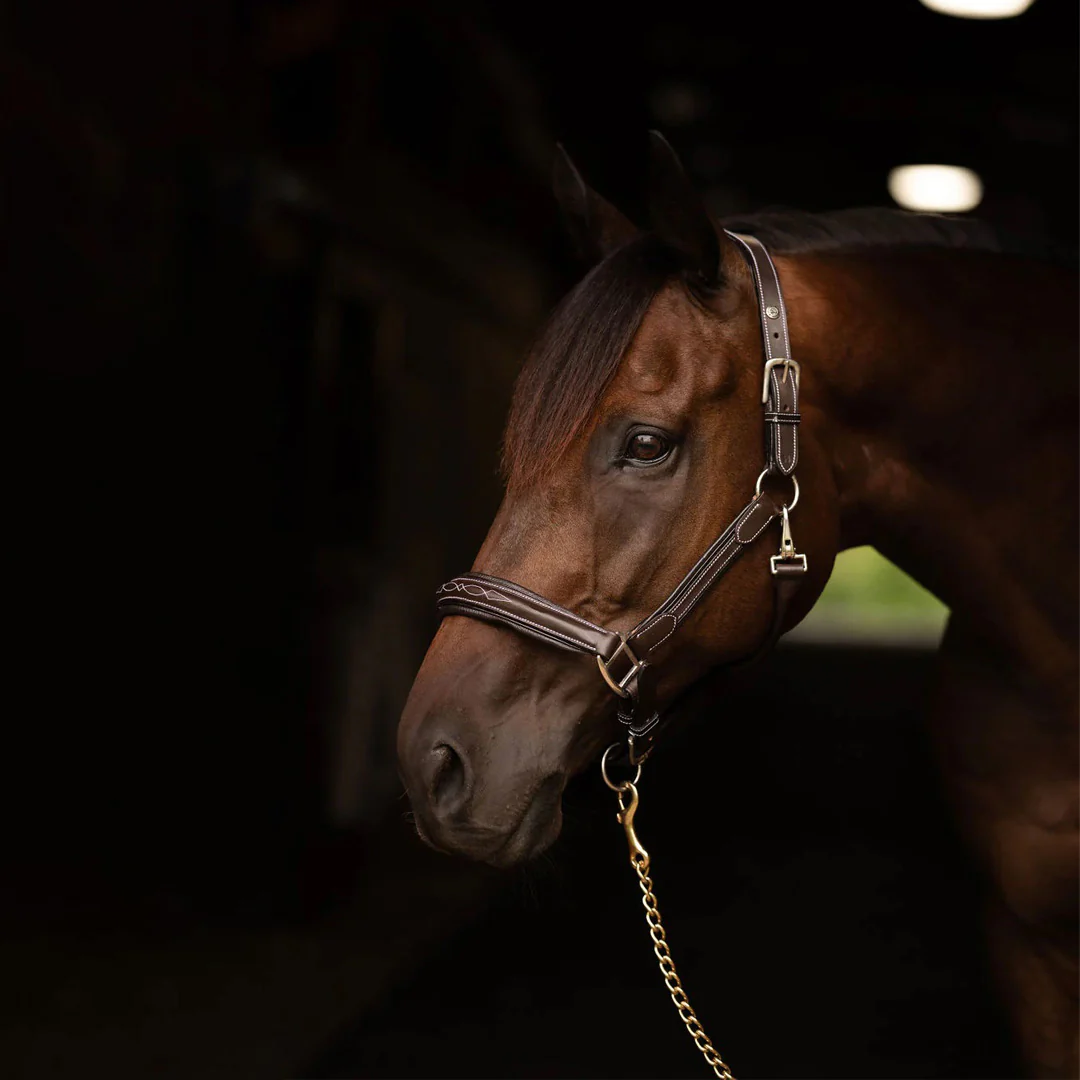 Henri de Rivel Stress Free Halter With Fancy Contrast Stitching - Image 7