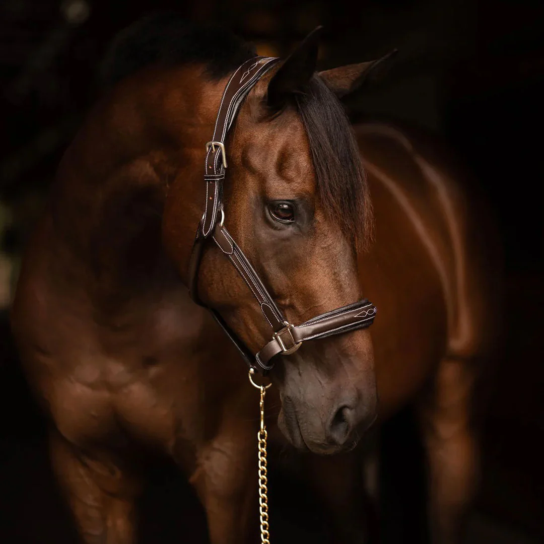 Henri de Rivel Stress Free Halter With Fancy Contrast Stitching - Image 8