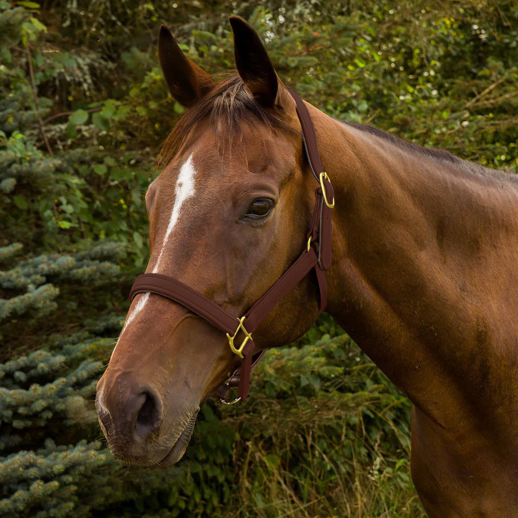 Henri de Rivel Vegan-X Leather Halter - Image 3