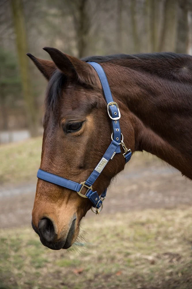 Lettia EquiFine Halter - Image 2