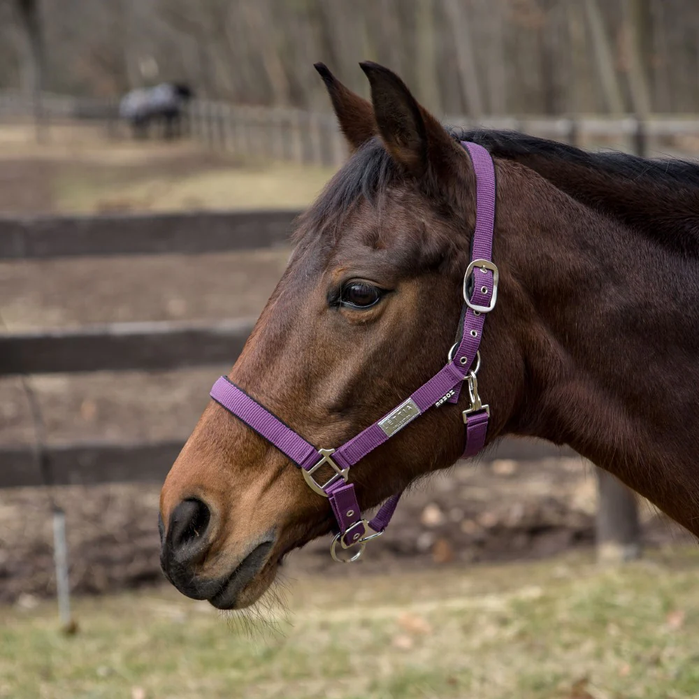 Lettia EquiFine Halter - Image 3