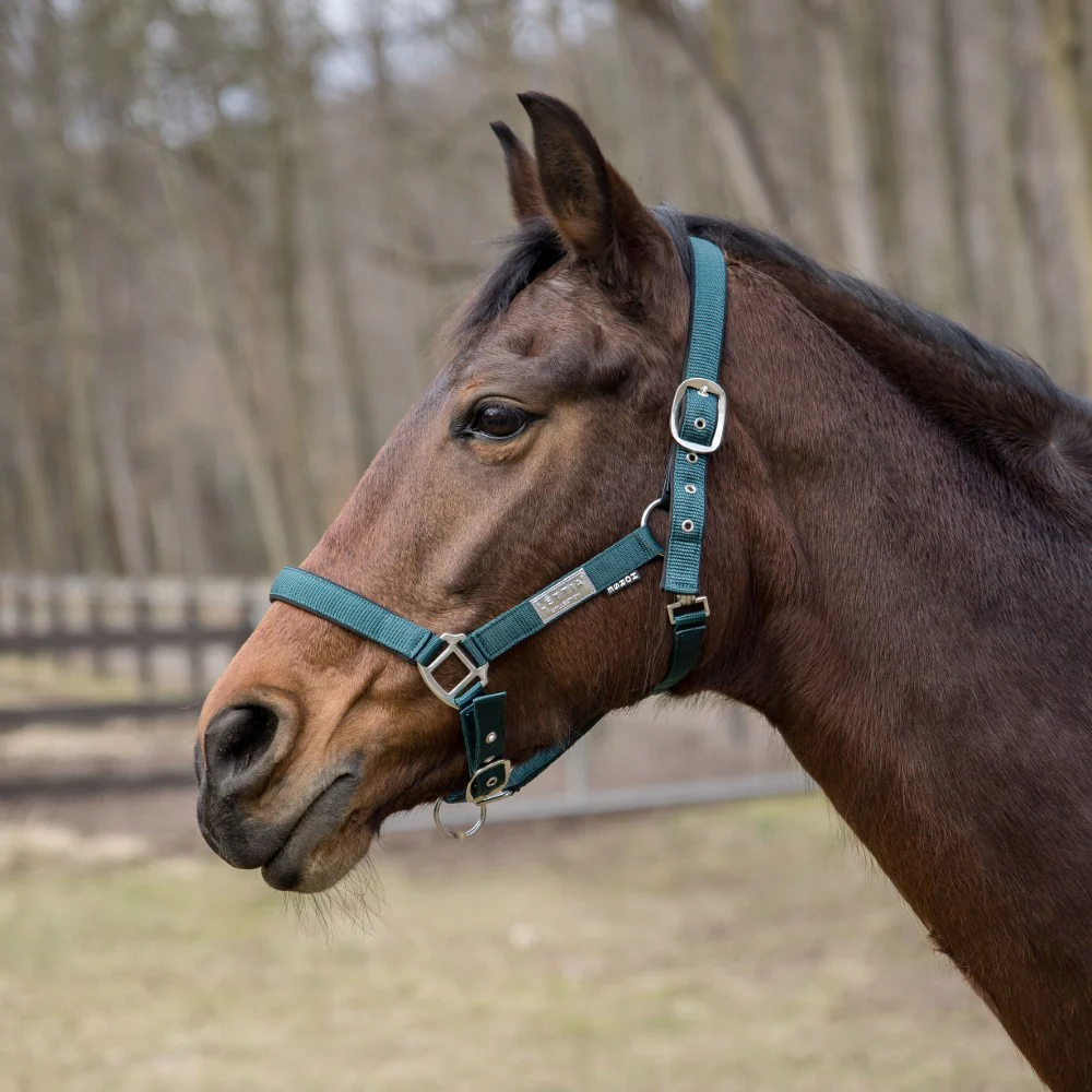 Lettia EquiFine Halter - Image 4