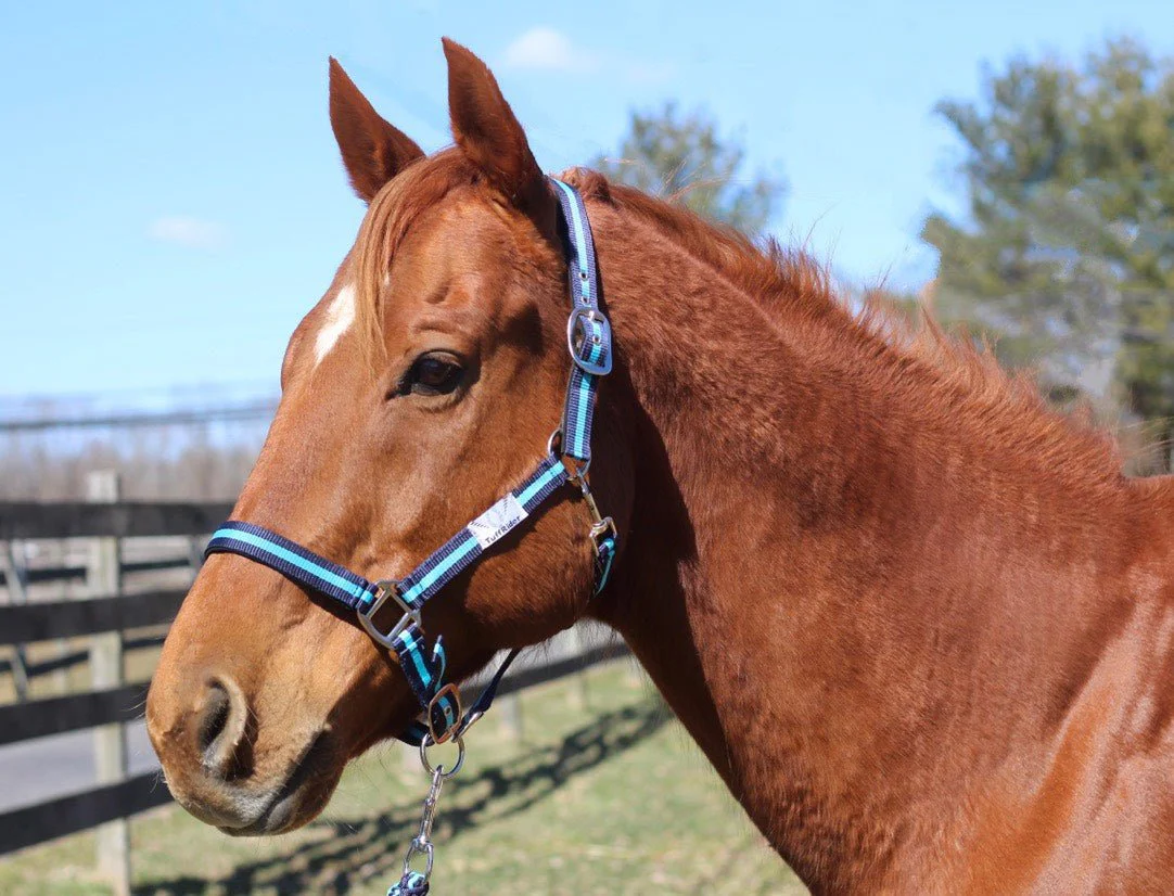 TuffRider Nylon Breakaway Halter & Lead Rope Set - Image 12