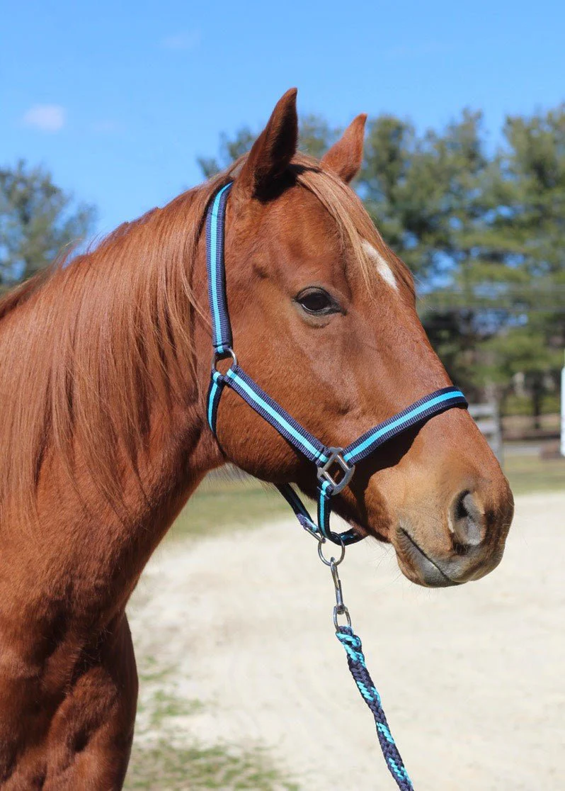 TuffRider Nylon Breakaway Halter & Lead Rope Set - Image 14