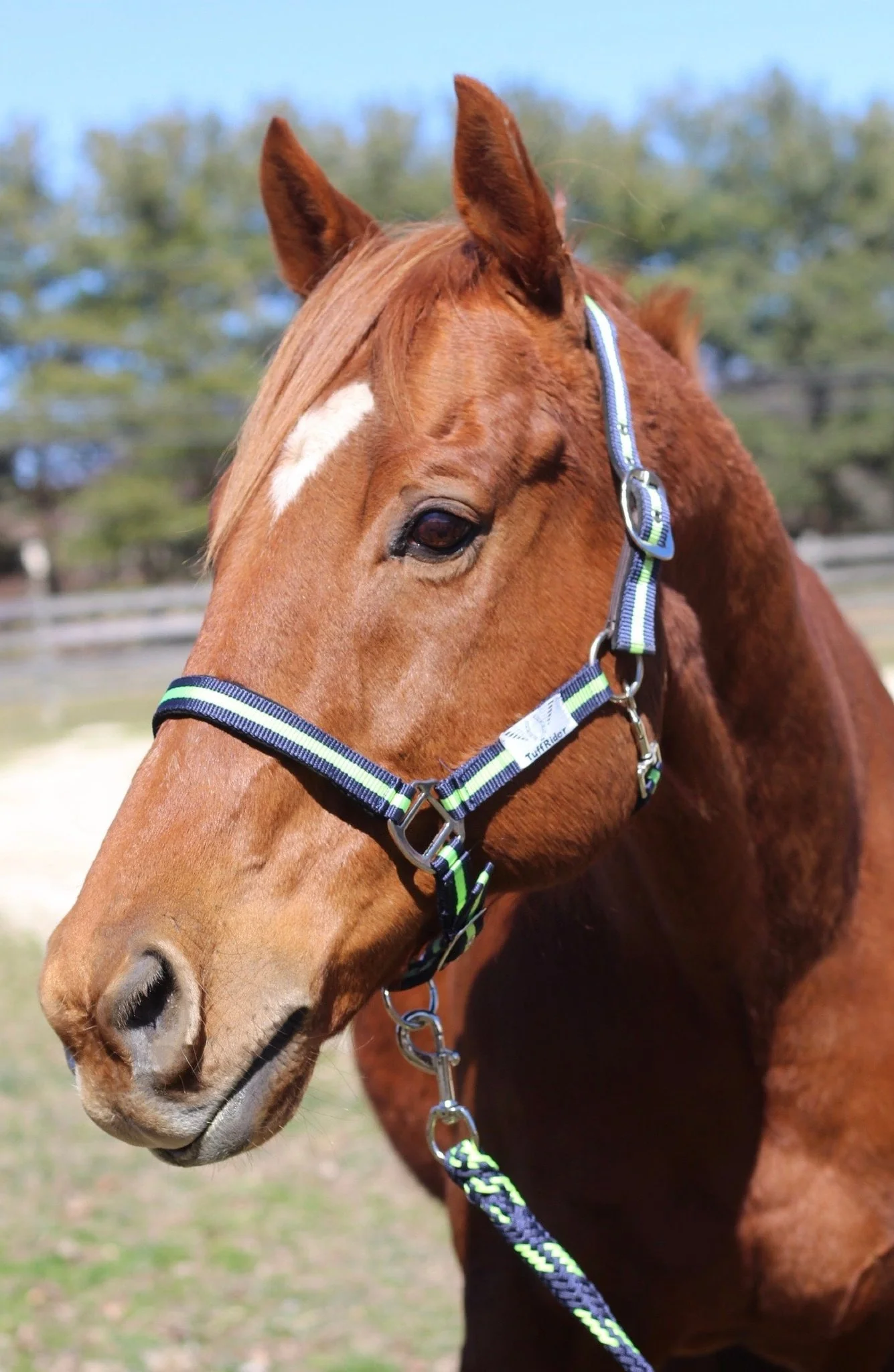TuffRider Nylon Breakaway Halter & Lead Rope Set - Image 31