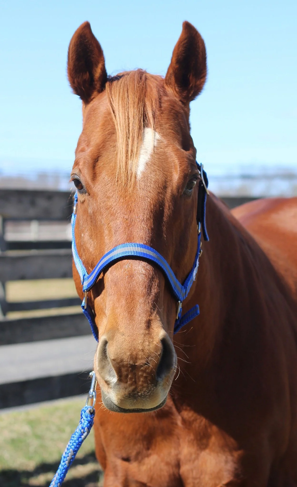 TuffRider Nylon Breakaway Halter & Lead Rope Set - Image 33