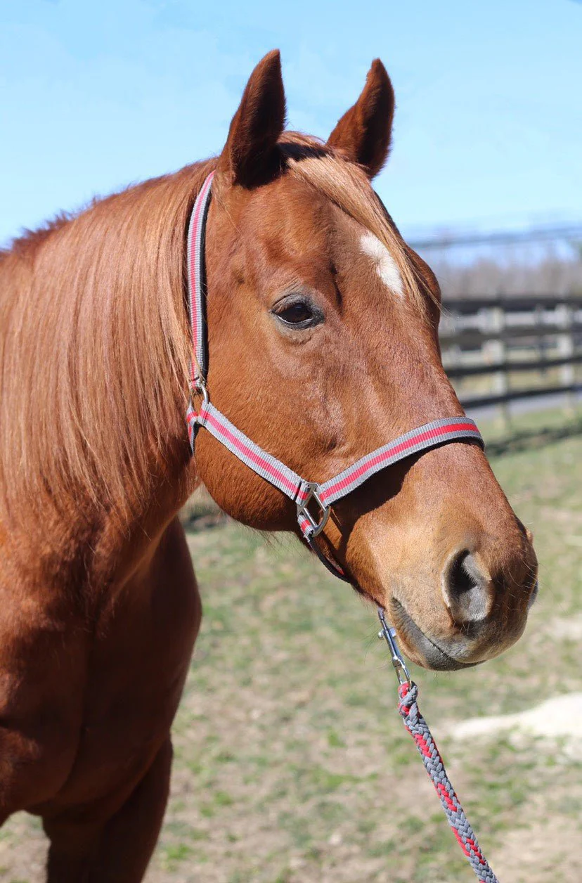 TuffRider Nylon Breakaway Halter & Lead Rope Set - Image 35