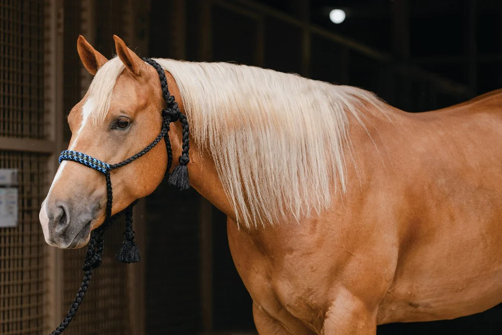 Professionals Choice Cowboy Braided Halter 10' Ld - Image 2