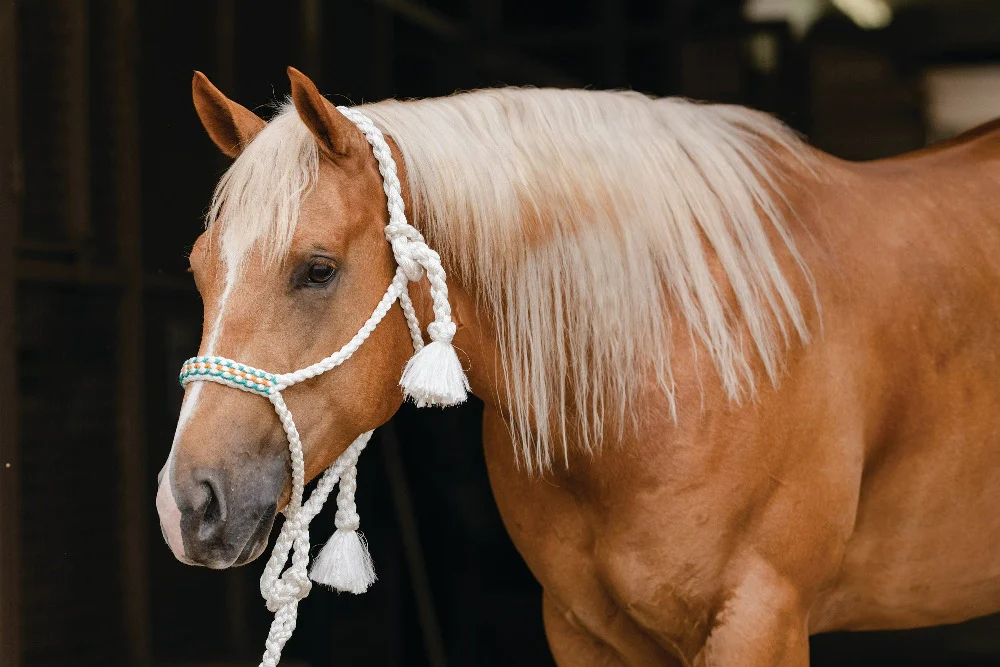 Professionals Choice Cowboy Braided Halter 10' Ld - Image 7